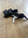 kattungar 