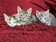 kattungar