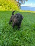 Chokladbrun labradoodle-hane 