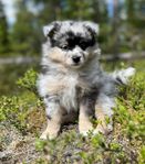 Sheltie 