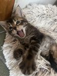 Main coon mix hane 