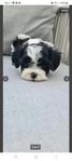 valpar shitzuu-cavalier king charles