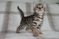 Renrasig bengal kattunge