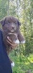 aussie finsk lapphund