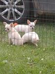 Chihuahua blandras