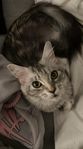 Maine Coon hona