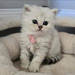 ragdoll/chinchillaperser silverbebisar 