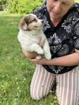 Aussie-bordercollie