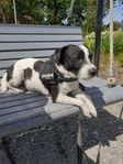 jack russel