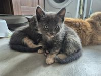 Kattungar 