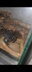 Heterometrus Loaticus