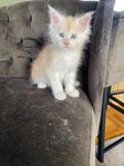 Maine Coon kattungar med stamtavla i Sverak