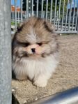 Pomeranian