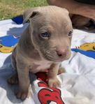 American Bully (Ghost tri lilac)