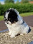 Pomeranian