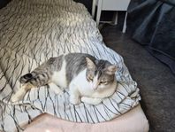 Hon katt