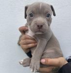 American bully (Lilac)