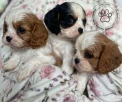 Cavalier King Charles Spaniel 