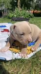 American bully (ghost tri Lilac)