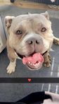 pocket bully tik
