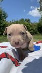 American bully (Lilac)