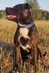engelsk staffordshire bullterrier hane 