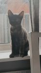 Kattmamma och kattunge