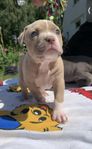American Bully (Lilac/white)