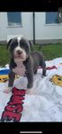 American bully (blue/white)