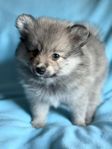 Mittelspitz / Tysk Spets. Kennel: CROWN DOGS SWEDEN