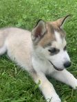 Siberian husky 