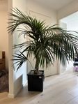 Stor och fin palm