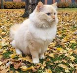 Ragdoll med stamtavla tillgänglig för avel. 