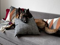 Blandras - Malinois, Tysk Schäfer