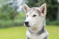 Siberian Husky