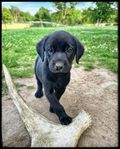 Labrador jaktlabrador SKK