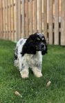 1-årig Amerikansk Cockerspaniel tik 