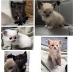 Kattungar 