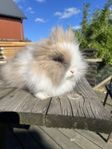 Dvärgteddy kanin