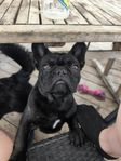 Fransk bulldogg stamtavla Skk