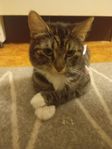katt