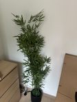 Fake plant and pot