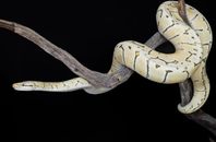Kungspyton - Pastel Pinstripe Desert Ghost