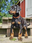 Dobermann