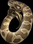 Kungspyton - Leopard Enchi Mojave 100 % het Desert Ghost