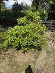 roddedendron-buske 