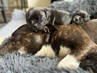 Staffordshire bullterriervalpar