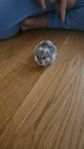 Hamster med bur
