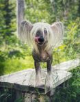 Chinese Crested tik 