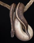 Mojave GHI 50 % het Hypo– la ägg i år